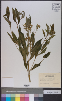 Verbesina alternifolia image