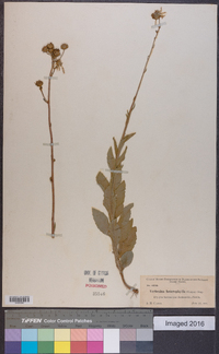 Verbesina heterophylla image
