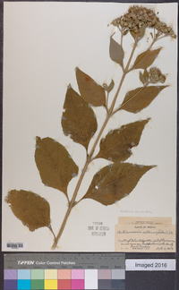 Verbesina alternifolia image