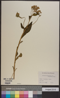 Image of Verbesina diversifolia