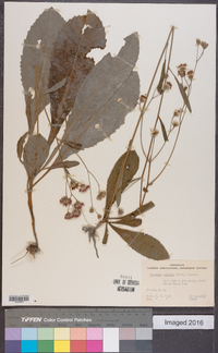 Vernonia acaulis image