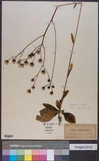 Vernonia acaulis image