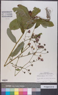 Vernonia acaulis image