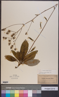 Vernonia acaulis image