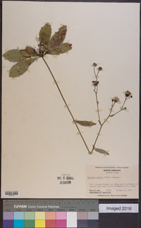 Vernonia acaulis image