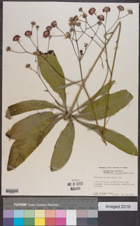 Vernonia acaulis image