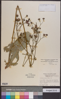 Vernonia acaulis image