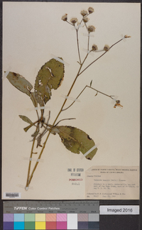 Vernonia acaulis image