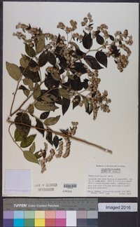 Vernonia acuminata image