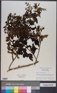 Vernonia acuminata image