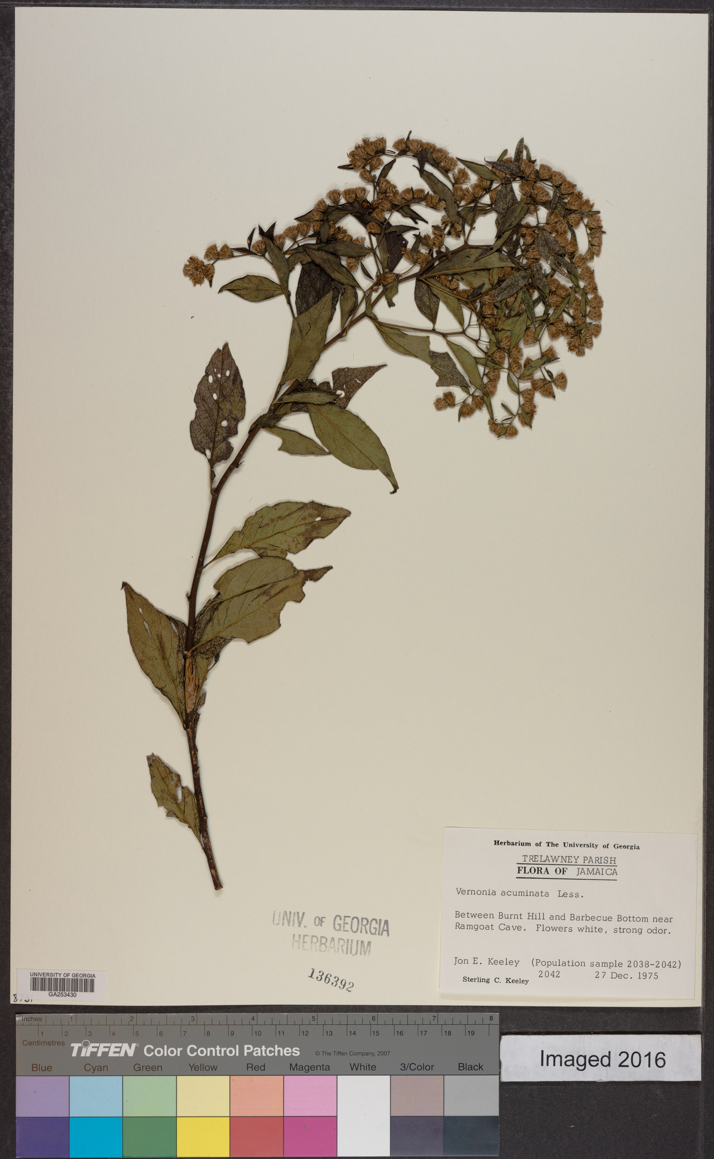 Vernonia acuminata image