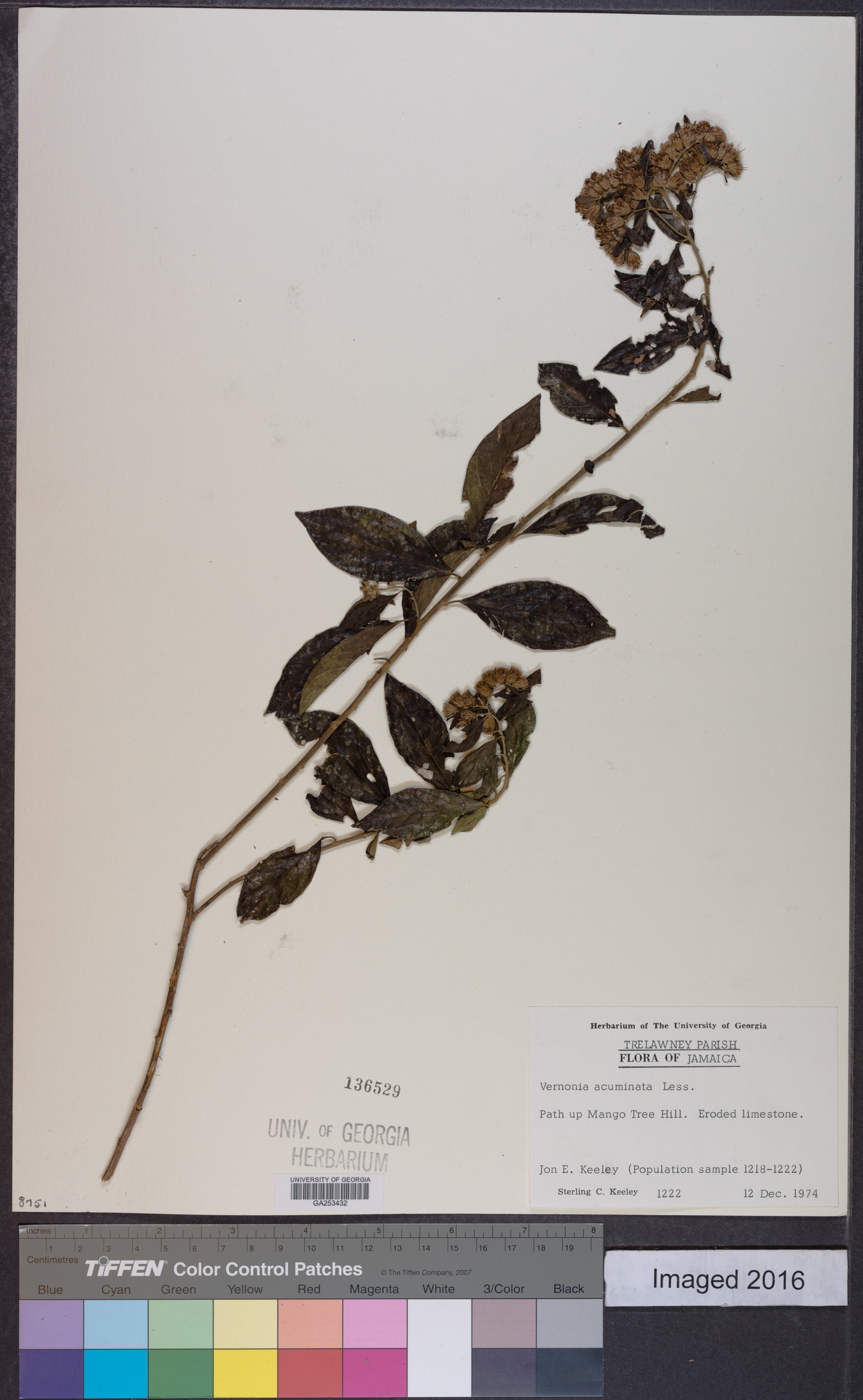 Vernonia acuminata image