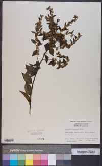 Vernonia acuminata image