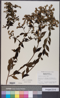 Vernonia acuminata image