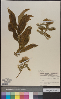 Baccharoides adoensis image