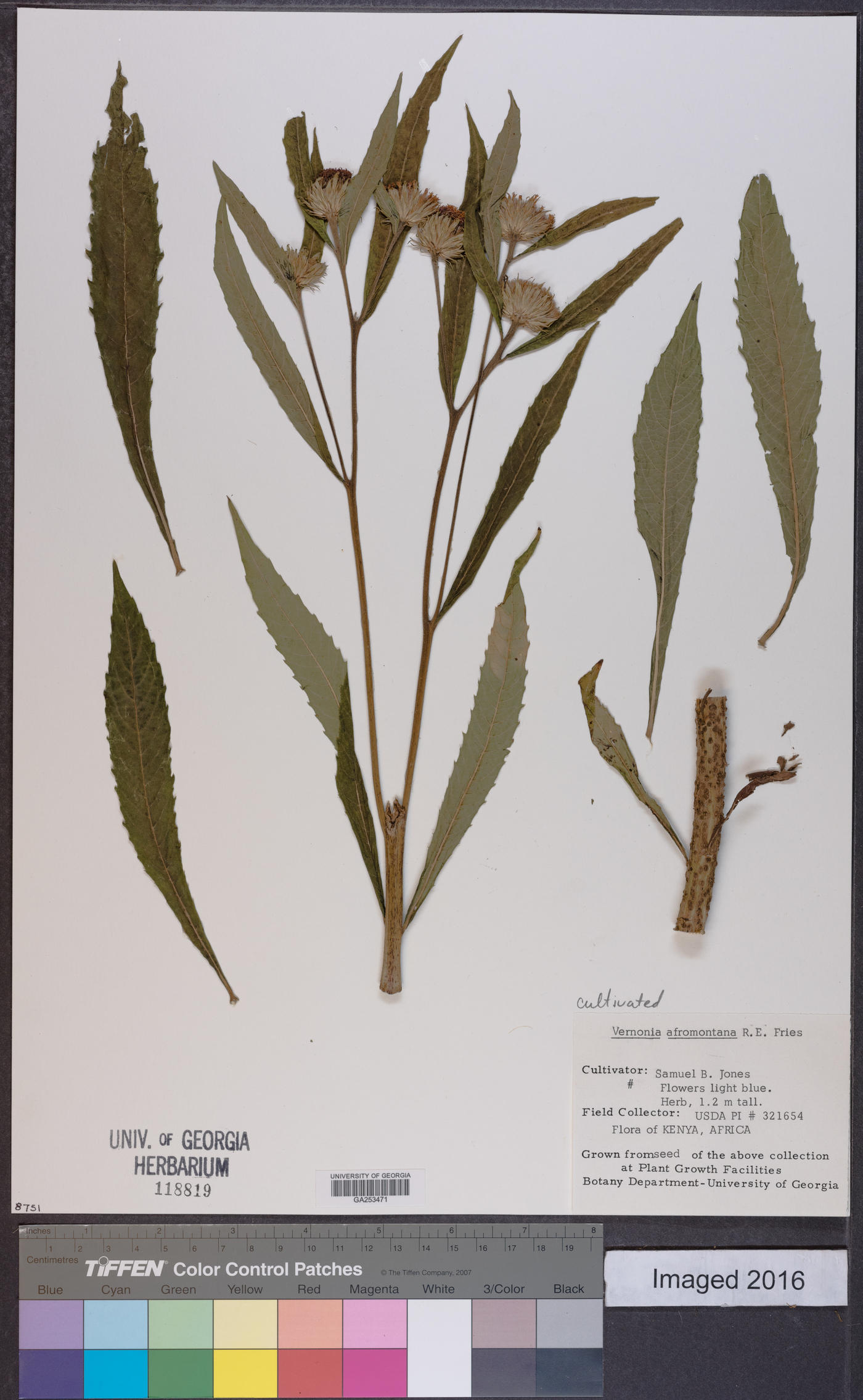 Vernonia galamensis subsp. afromontana image