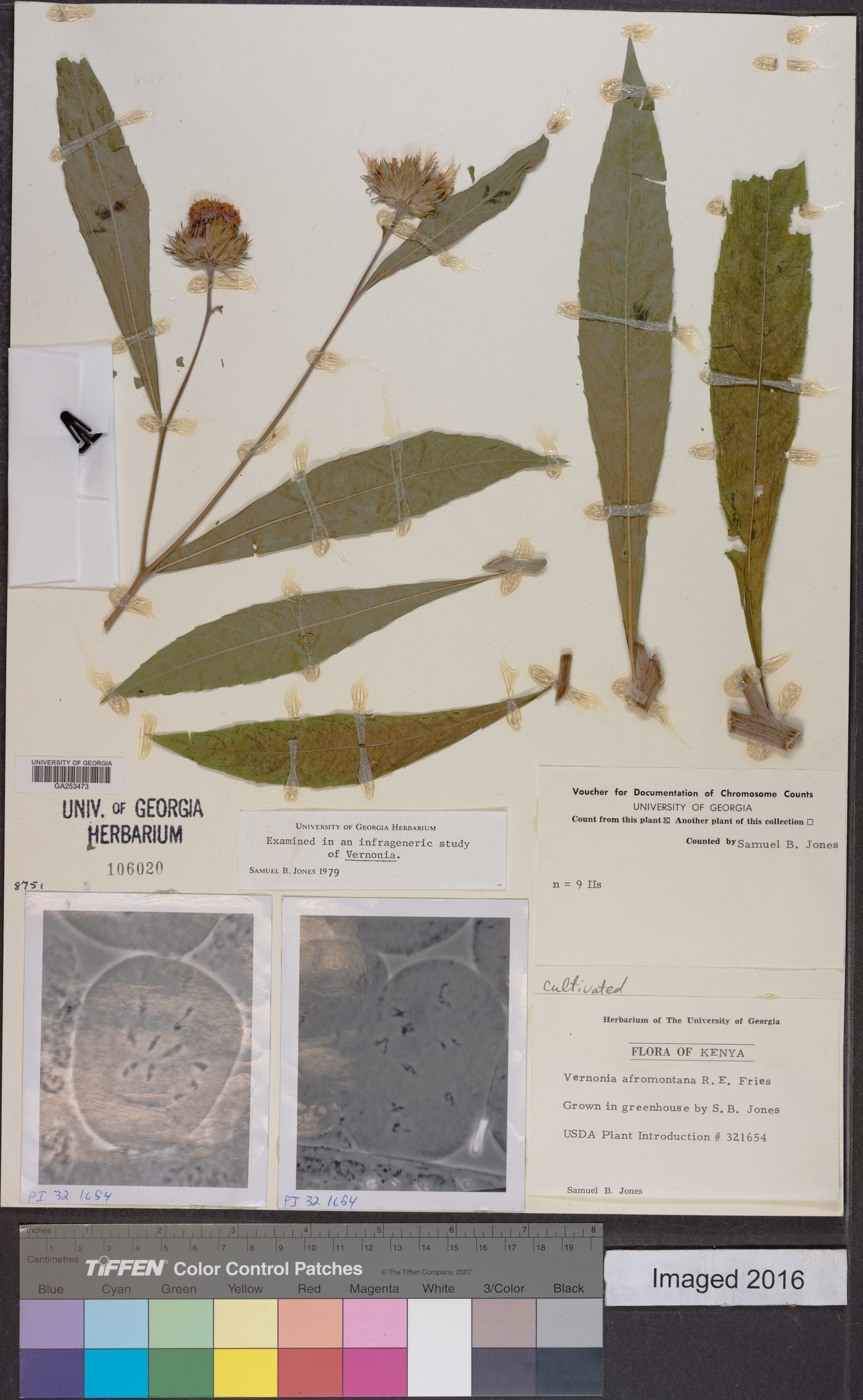 Vernonia galamensis subsp. afromontana image