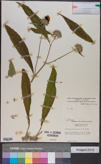 Vernonia galamensis image