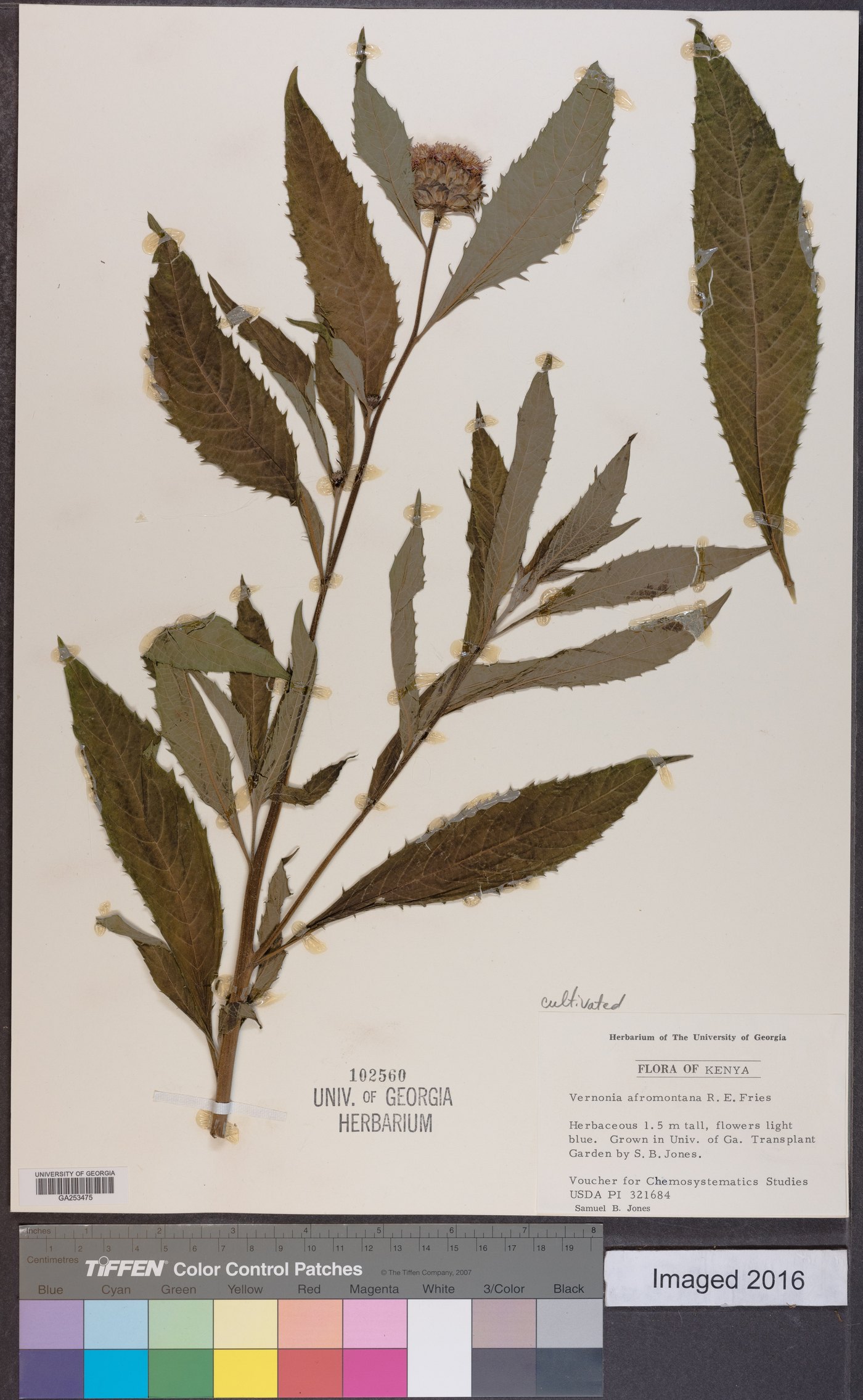 Vernonia galamensis subsp. afromontana image