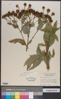 Vernonia alamanii image