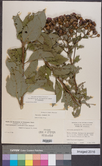 Vernonia alamanii image