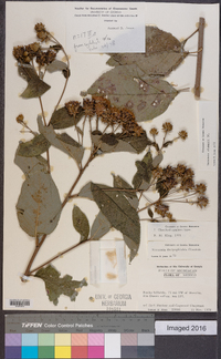 Vernonia alamanii image