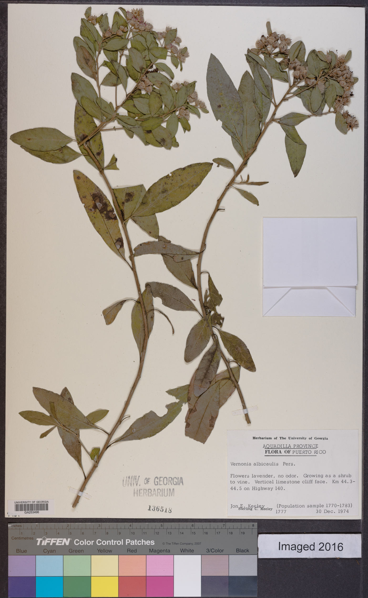 Vernonia albicaulis image