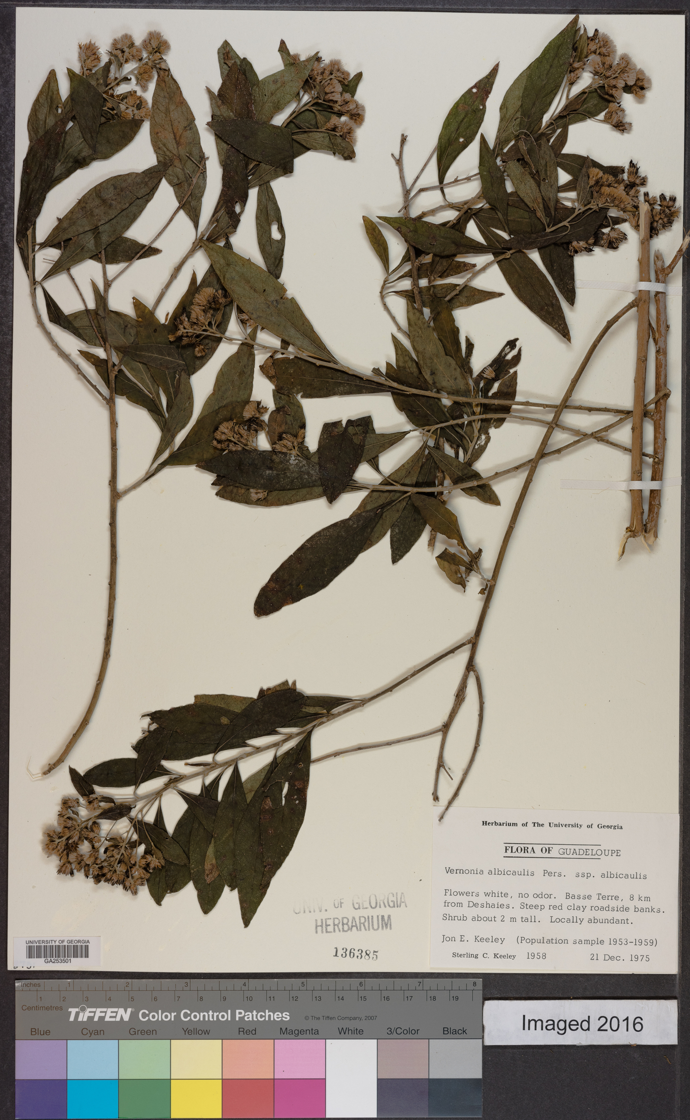 Vernonia albicaulis image