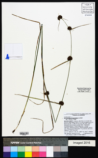 Rhynchospora glomerata image