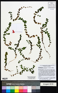 Micranthemum umbrosum image