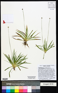 Lachnocaulon anceps image