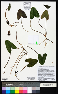 Hexastylis arifolia image