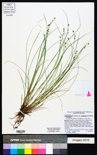 Carex atlantica subsp. capillacea image