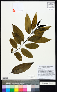 Oxydendrum arboreum image