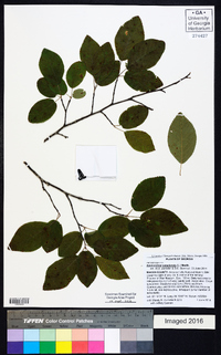 Amelanchier canadensis image