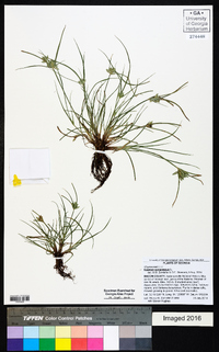 Cyperus compressus image