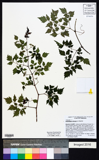 Ampelopsis arborea image