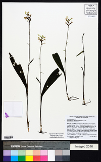 Platanthera clavellata image