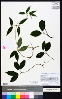 Bignonia capreolata image