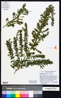 Lespedeza cuneata image