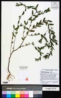 Chamaesyce hyssopifolia image