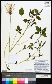 Acalypha ostryifolia image