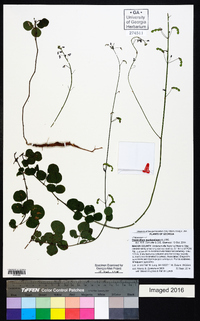 Desmodium marilandicum image