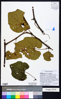 Vitis aestivalis var. aestivalis image