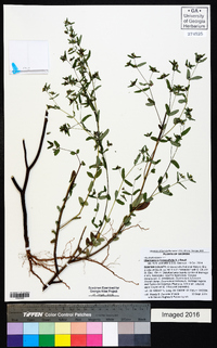 Chamaesyce hyssopifolia image