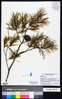 Pinus echinata image