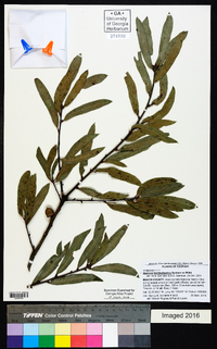 Quercus hemisphaerica image