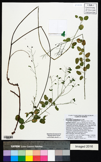 Desmodium marilandicum image