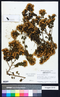 Vernonanthura tuerckheimii image