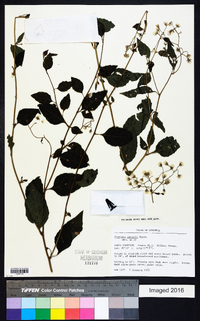 Cyanthillium wollastonii image